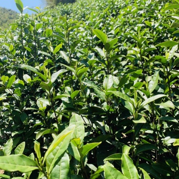 春已至花将开新茶上市每一口都是春天的味道