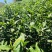 春已至花将开新茶上市每一口都是春天的味道