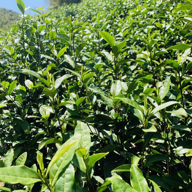 春已至花将开新茶上市每一口都是春天的味道