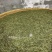 春已至花将开新茶上市每一口都是春天的味道