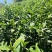 春已至花将开新茶上市每一口都是春天的味道