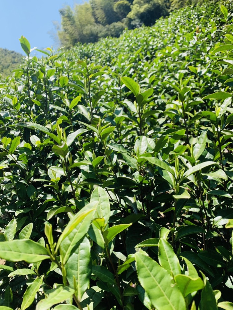 春已至花将开新茶上市每一口都是春天的味道
