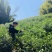 春已至花将开新茶上市每一口都是春天的味道