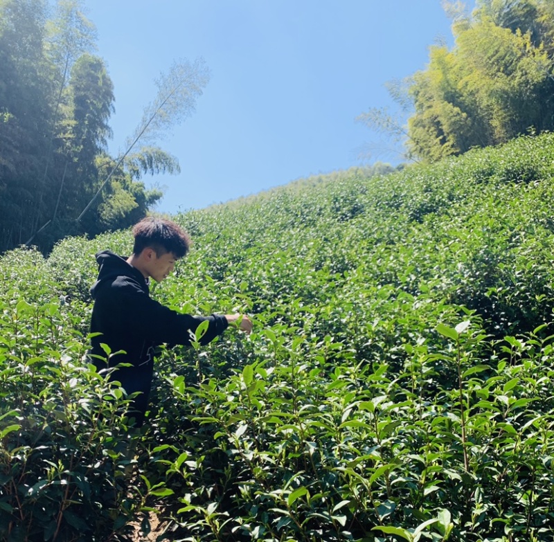 春已至花将开新茶上市每一口都是春天的味道