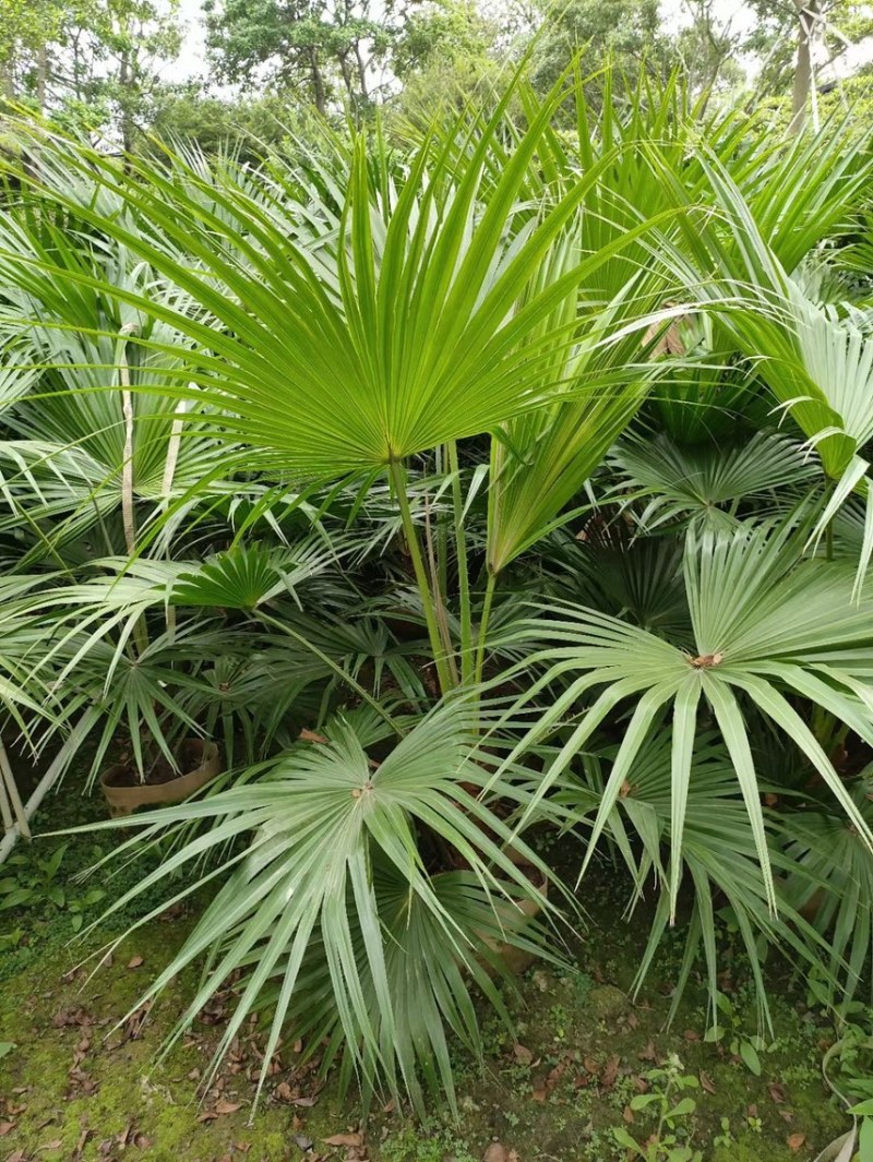 蒲葵各种规格基地大量现货供应，欢迎各位客户咨询