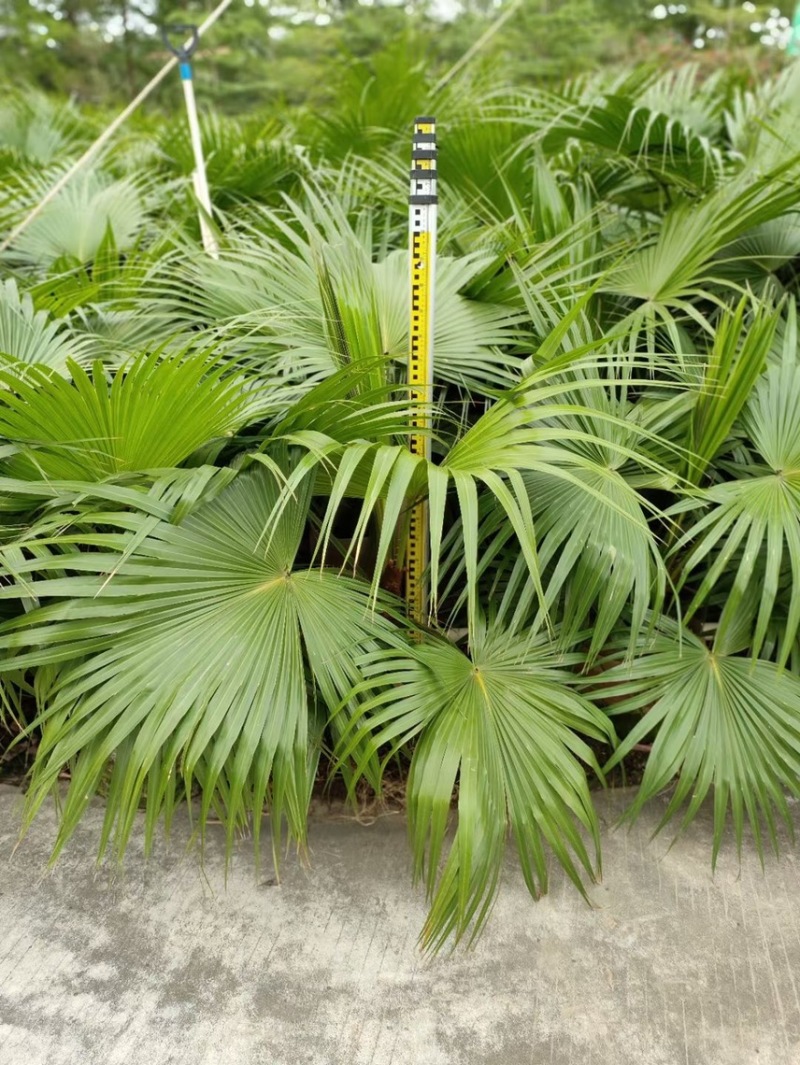 蒲葵各种规格基地大量现货供应，欢迎各位客户咨询