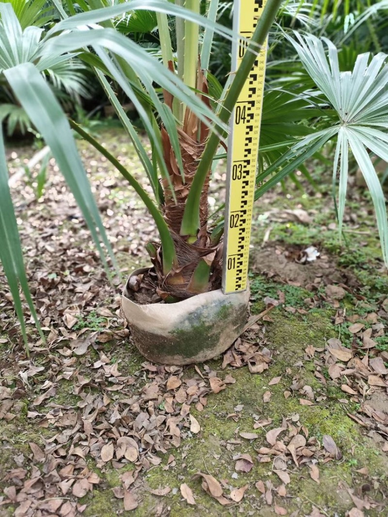 蒲葵各种规格基地大量现货供应，欢迎各位客户咨询