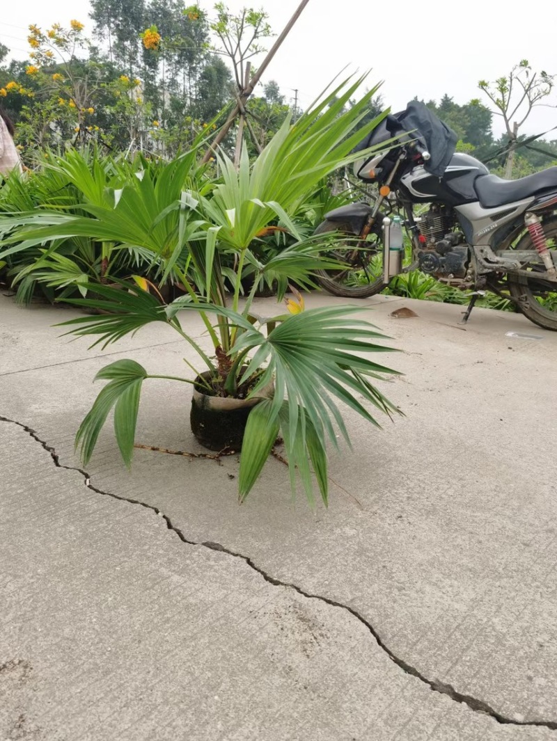 蒲葵各种规格基地大量现货供应，欢迎各位客户咨询