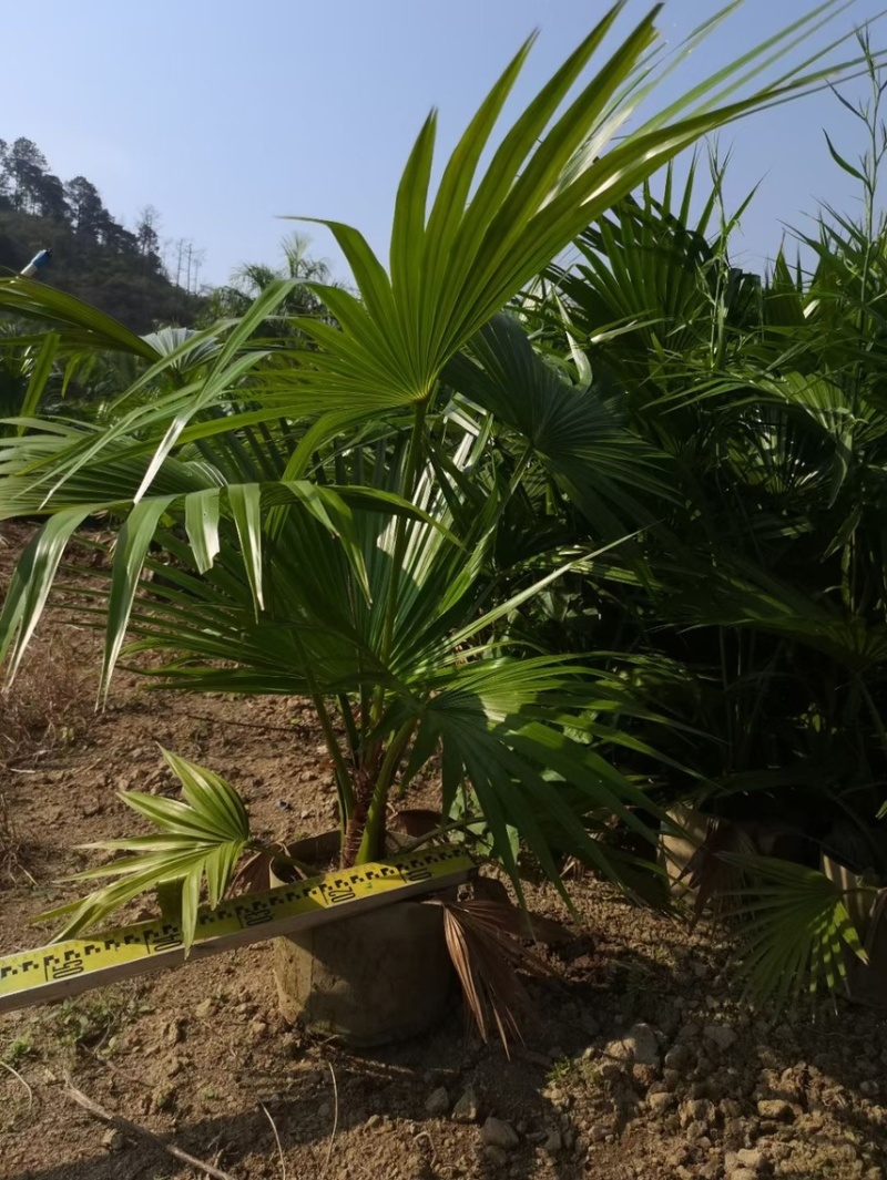 蒲葵各种规格基地大量现货供应，欢迎各位客户咨询