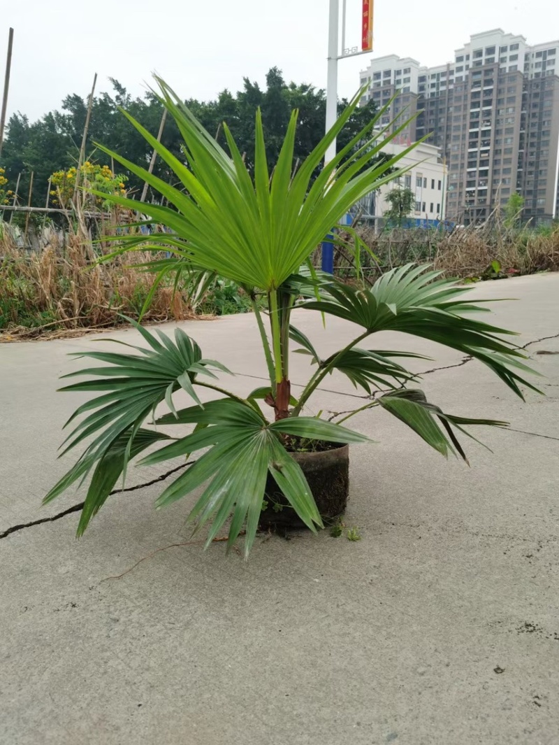 蒲葵各种规格基地大量现货供应，欢迎各位客户咨询