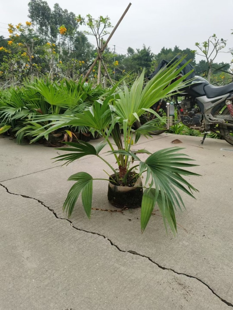 蒲葵各种规格基地大量现货供应，欢迎各位客户咨询