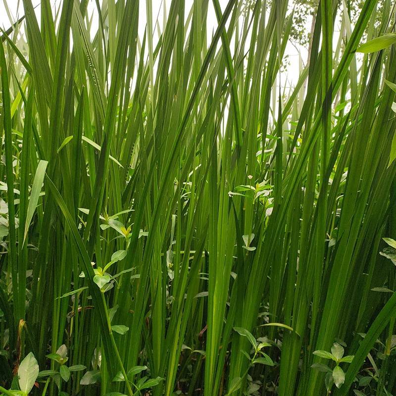 端午节新鲜艾草水菖蒲民间习俗货源稳定产地直发整车走货