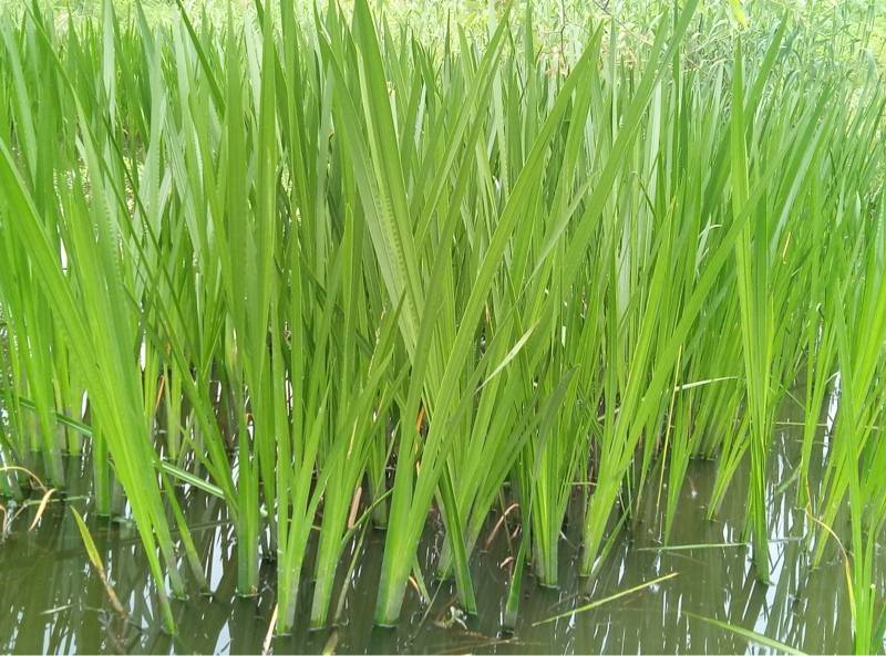 端午节新鲜艾草水菖蒲民间习俗货源稳定产地直发整车走货