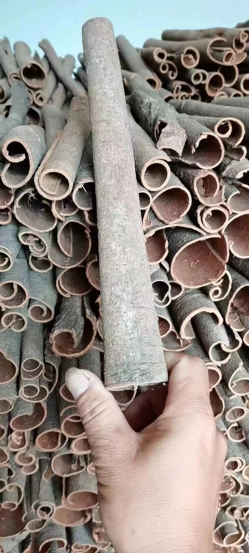 桂皮中通无硫桂碎香味浓郁产地直发