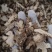 苍术东北苍木北苍术纯干无硫现货批发零售