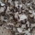 苍术东北苍木北苍术纯干无硫现货批发零售