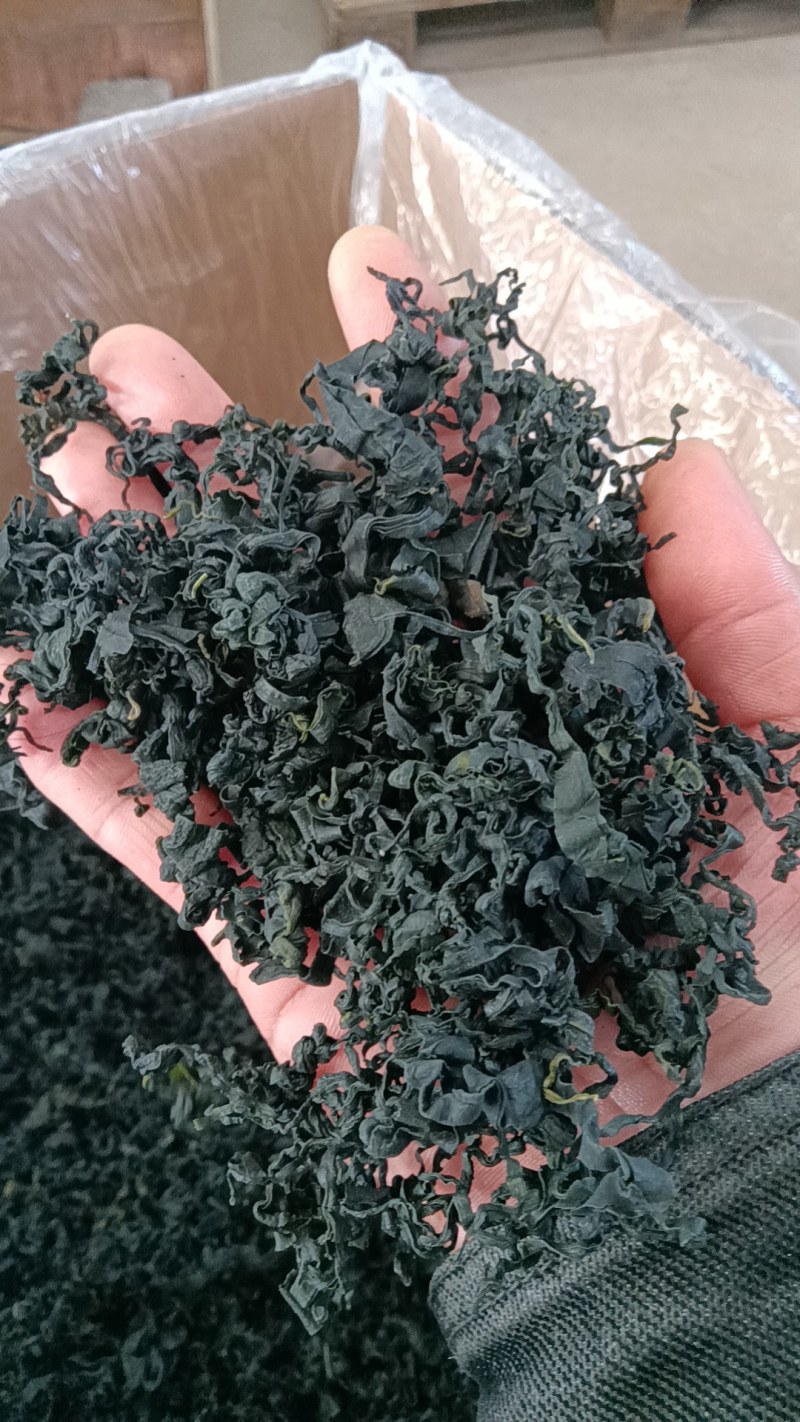 裙带菜中板个头！颗粒螺旋藻！泡发率高无黄叶绿嫩！电商推广