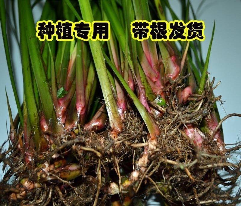 贵州山奈五香草种植煮牛羊狗肉粉专用茴香菖蒲种苗产地直供