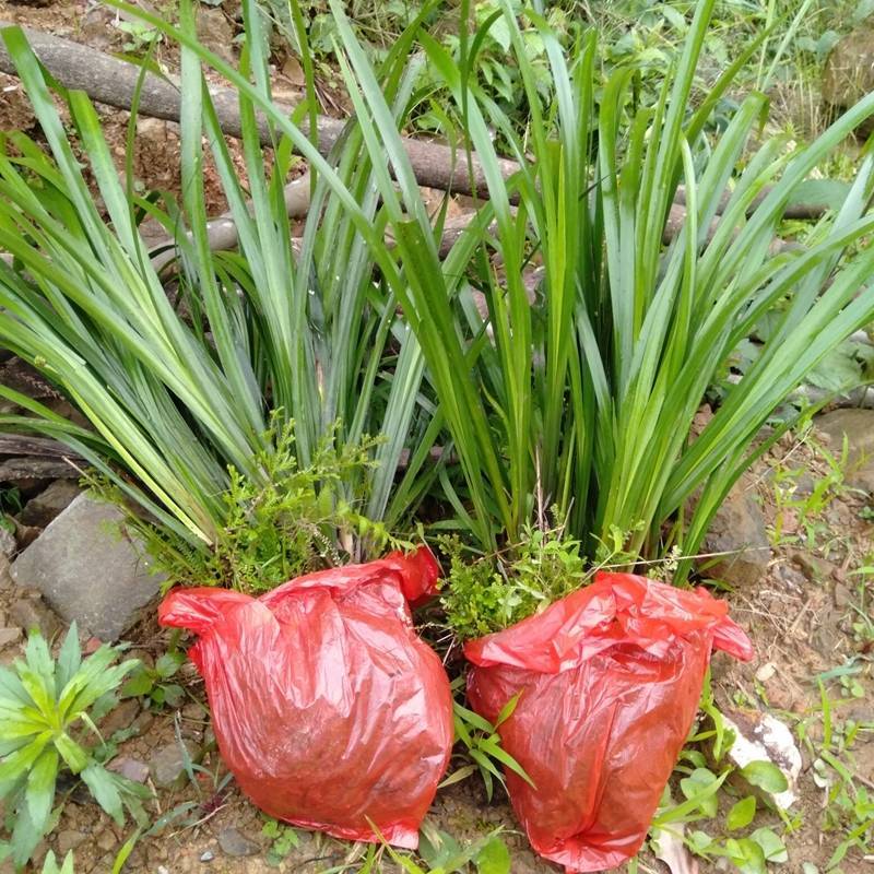 贵州山奈五香草种植煮牛羊狗肉粉专用茴香菖蒲种苗产地直供