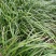 贵州山奈五香草种植煮牛羊狗肉粉专用茴香菖蒲种苗产地直供