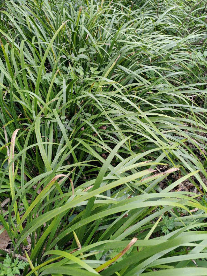 贵州山奈五香草种植煮牛羊狗肉粉专用茴香菖蒲种苗产地直供