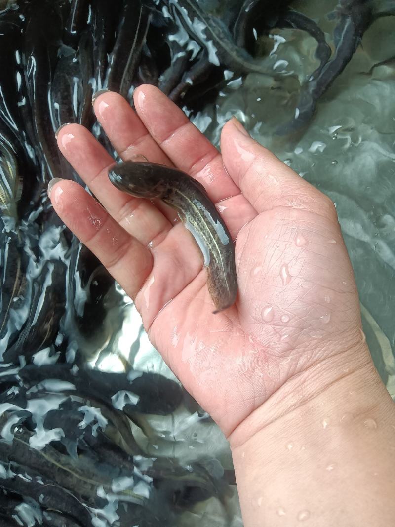 大口鲶鱼苗，杂交快大良种好养苗场直销