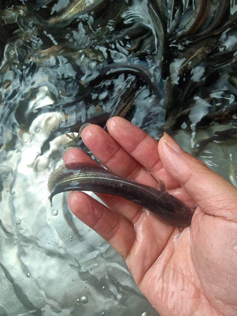 大口鲶鱼苗，杂交快大良种好养苗场直销