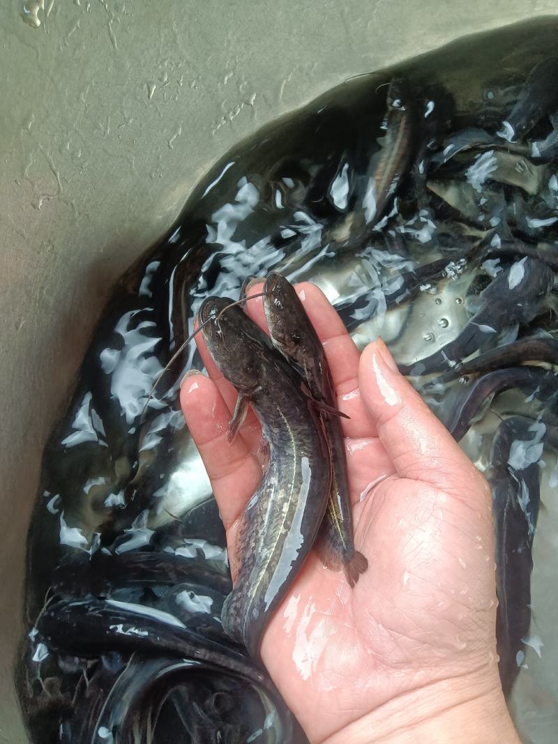 大口鲶鱼苗，杂交快大良种好养苗场直销