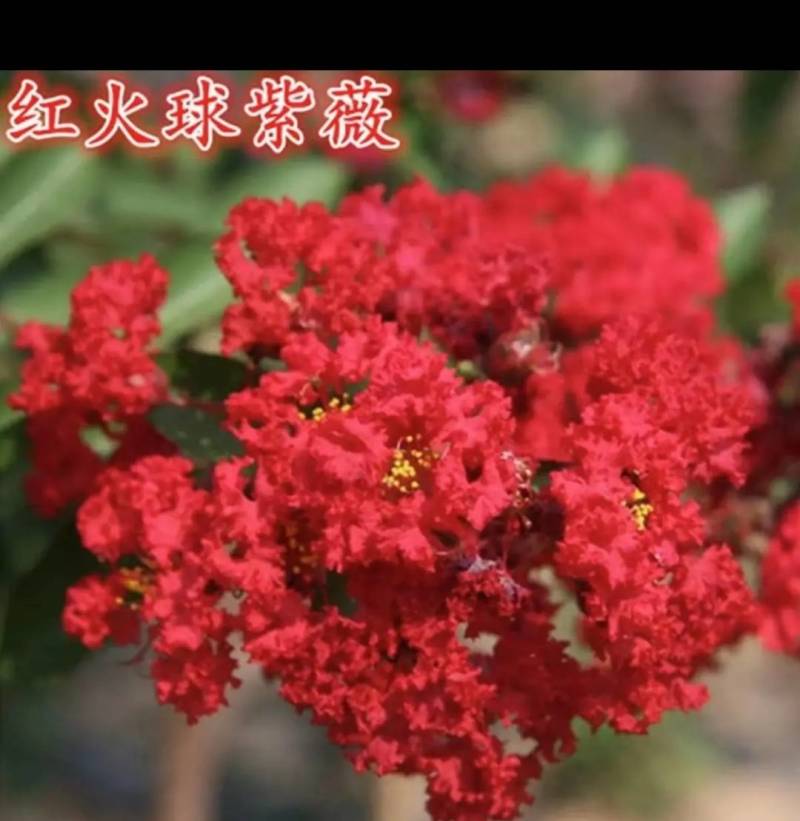 紫薇盆景