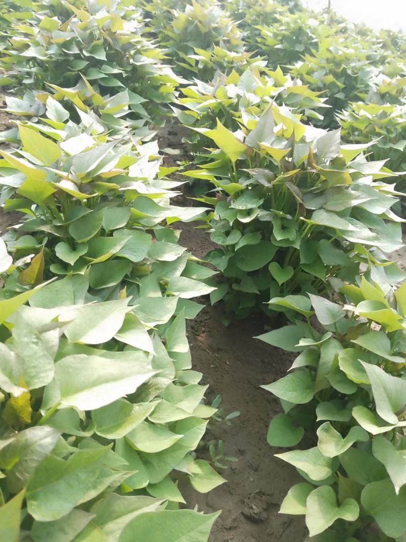 各种脱毒种苗