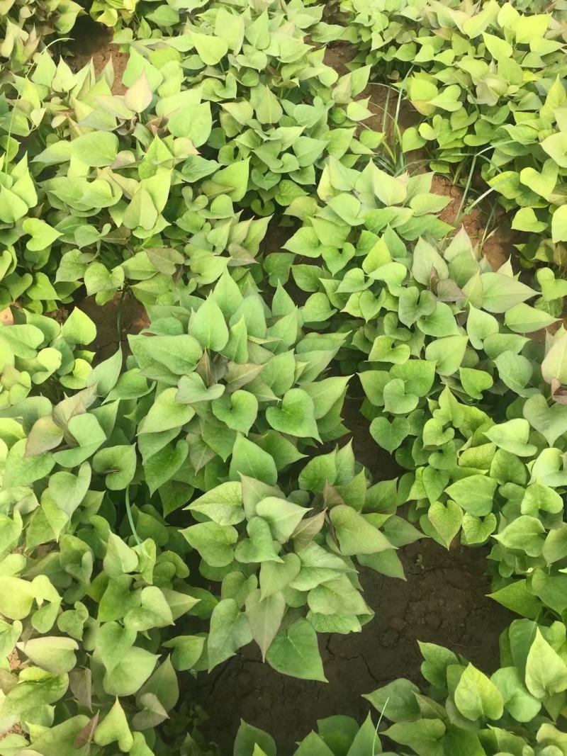 各种脱毒种苗