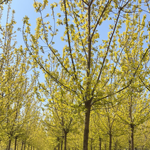 金叶复叶槭绿化苗木各种规格大小齐全可视频价格可谈