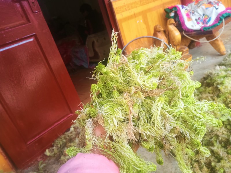 水苔