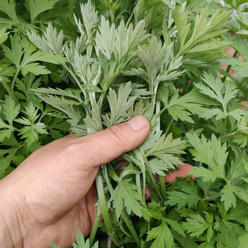 蕲艾艾叶艾草艾草种苗大量供应