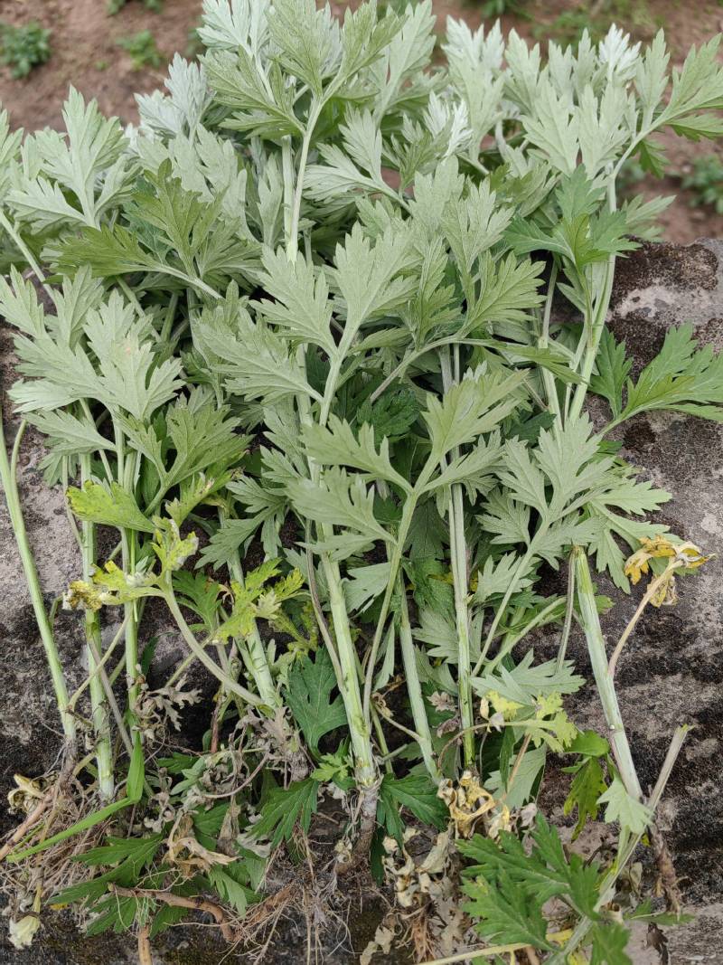 蕲艾艾叶艾草艾草种苗大量供应