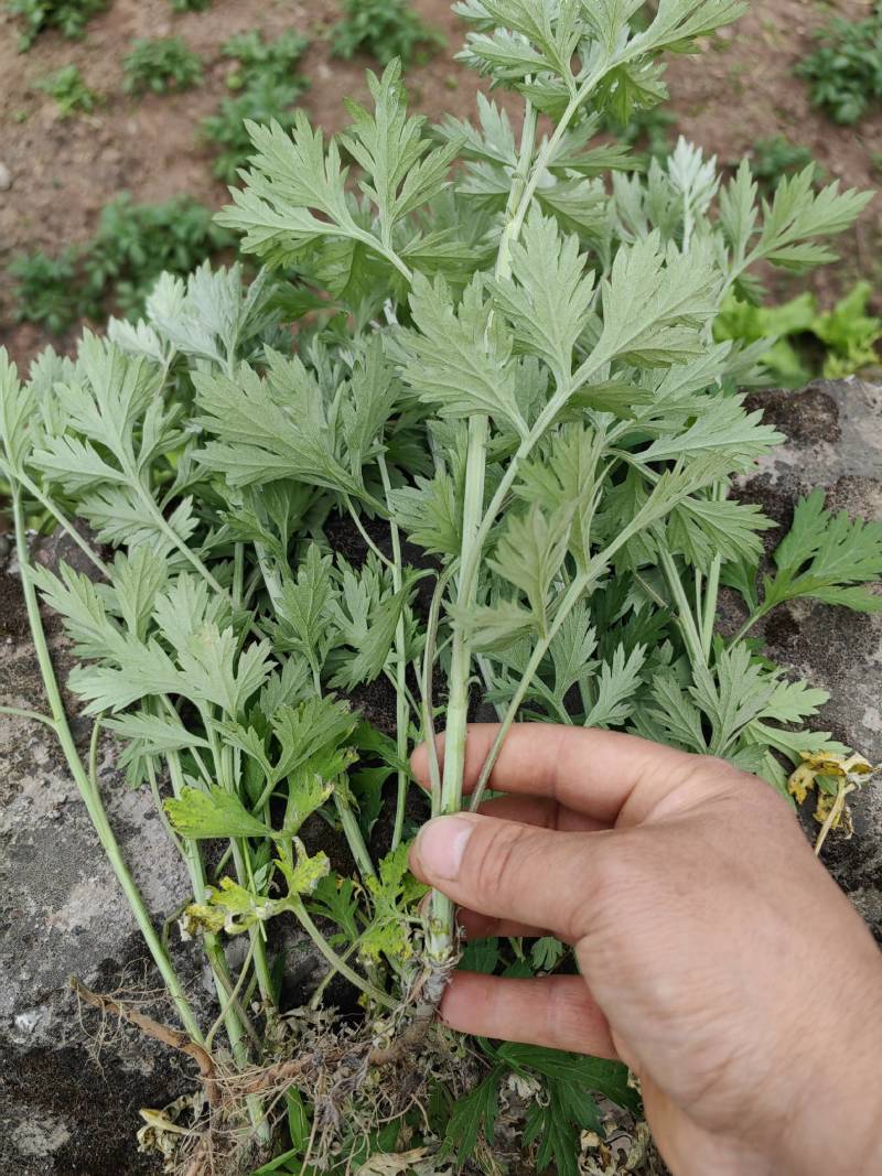 蕲艾艾叶艾草艾草种苗大量供应