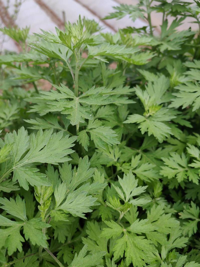 蕲艾艾叶艾草艾草种苗大量供应