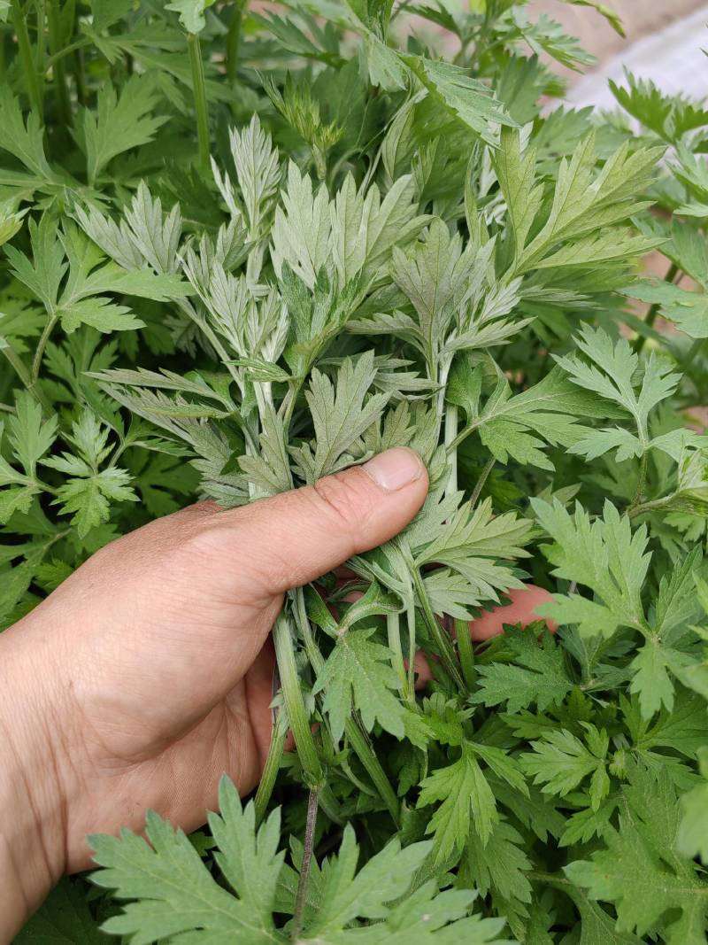 蕲艾艾叶艾草艾草种苗大量供应