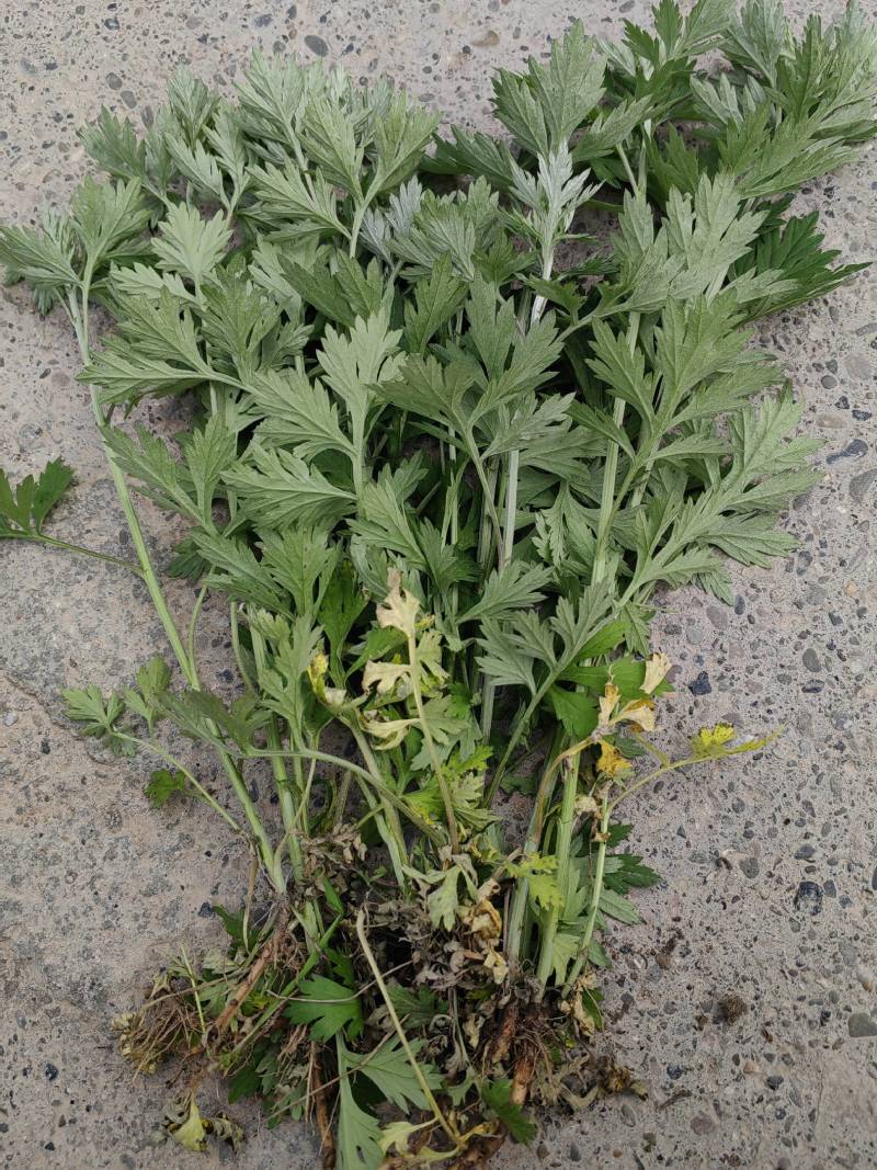 蕲艾艾叶艾草艾草种苗大量供应