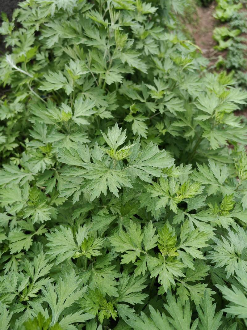 蕲艾艾叶艾草艾草种苗大量供应