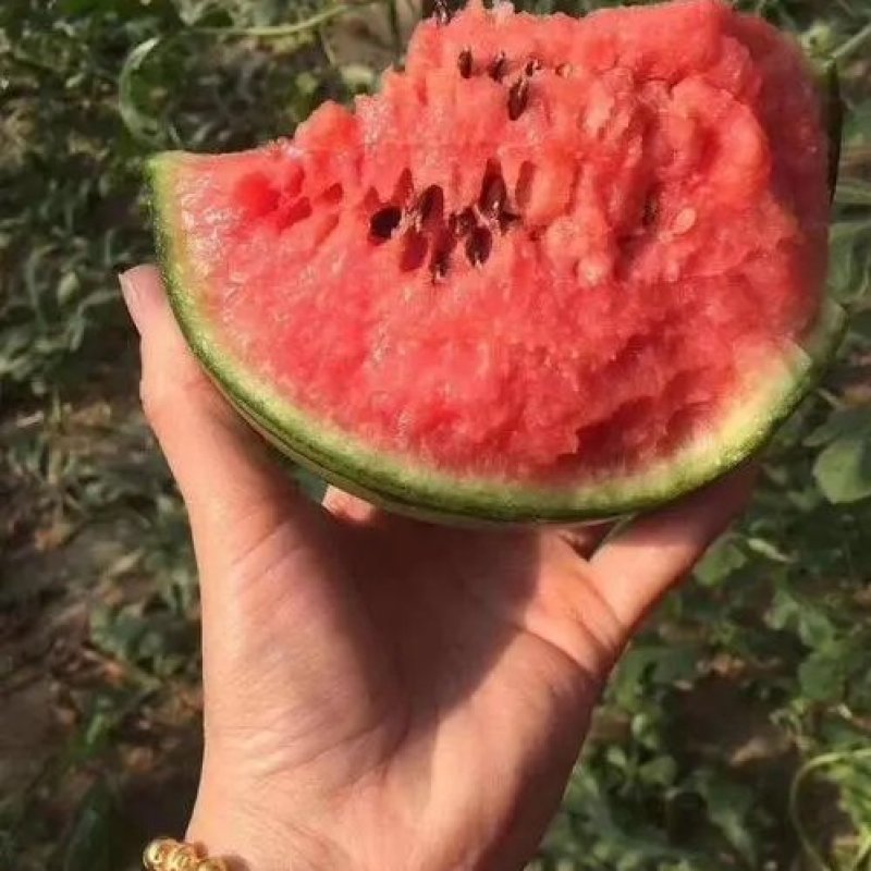 安徽西瓜早春红玉，西瓜，基地直供，货源充足，质量保证。