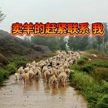贵州放养绵羊