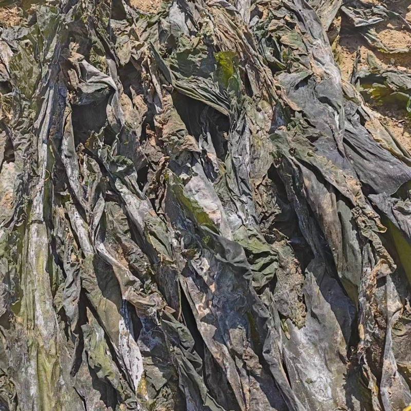山东海带产地一手货源批发零售量大价优欢迎咨询