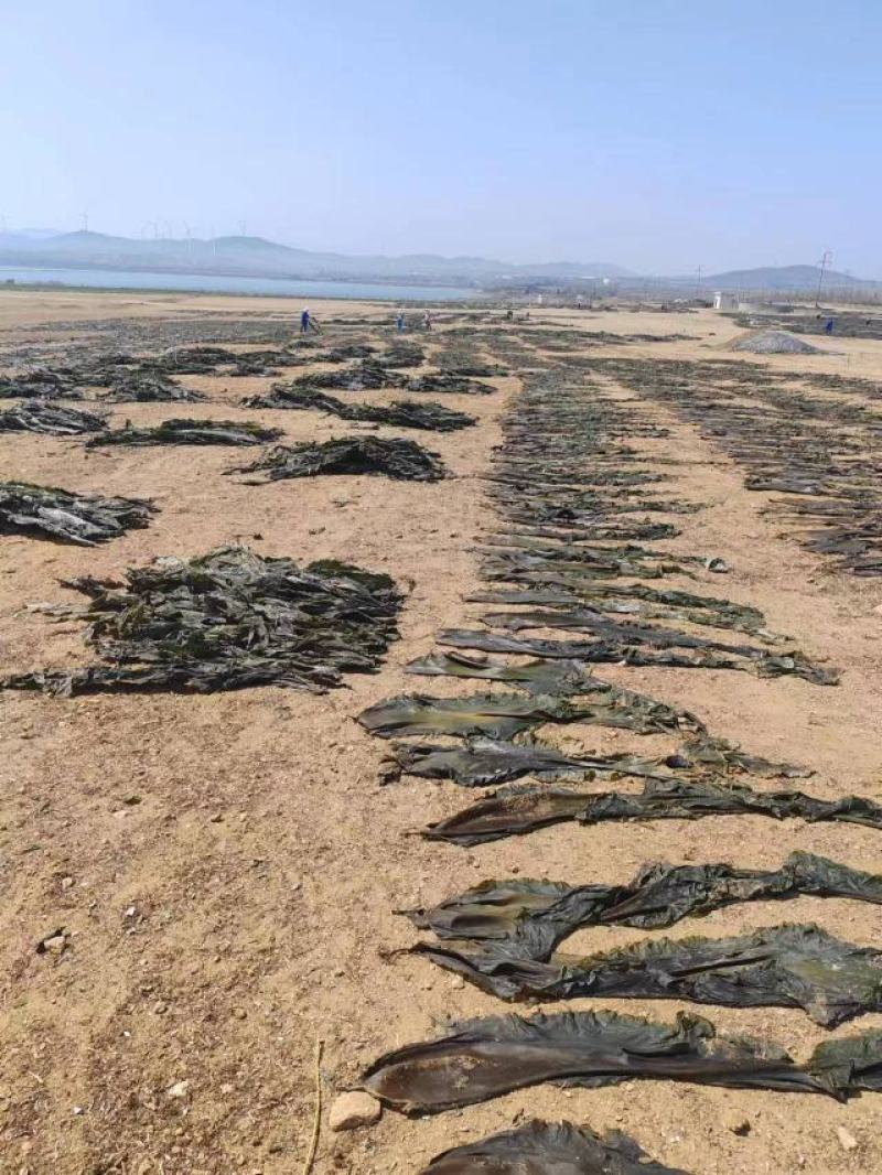 山东海带产地一手货源批发零售量大价优欢迎咨询