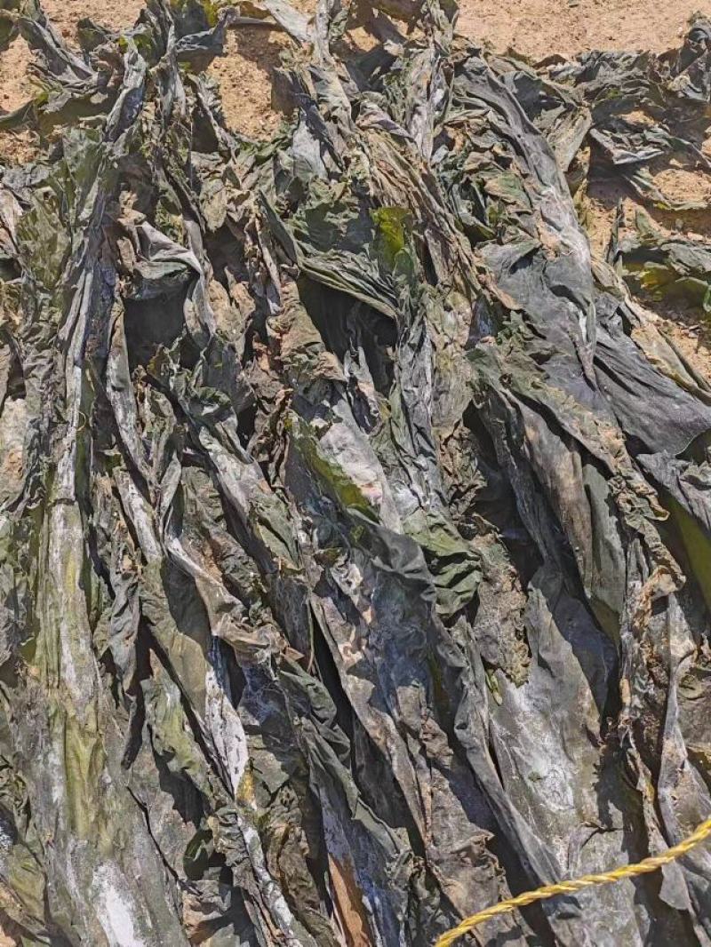 山东海带产地一手货源批发零售量大价优欢迎咨询