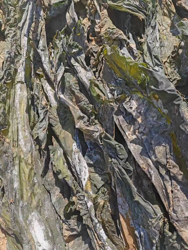 山东海带产地一手货源批发零售量大价优欢迎咨询