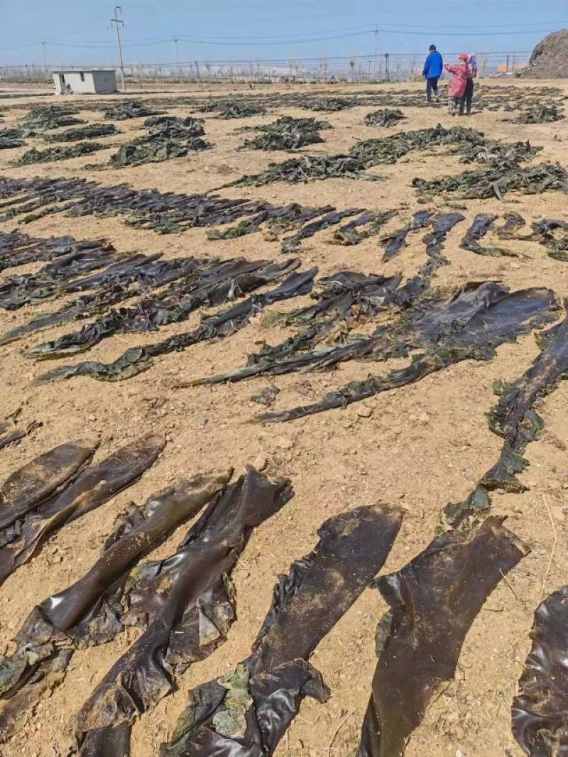 山东海带产地一手货源批发零售量大价优欢迎咨询