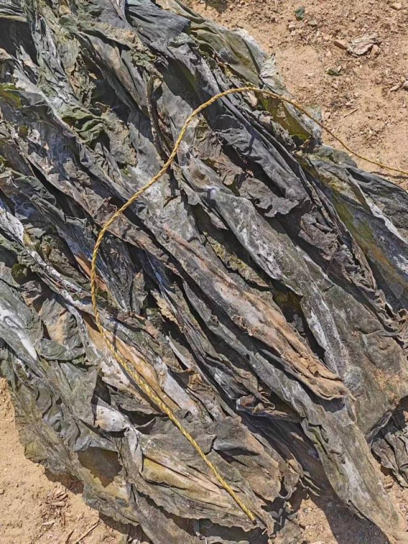 山东海带产地一手货源批发零售量大价优欢迎咨询