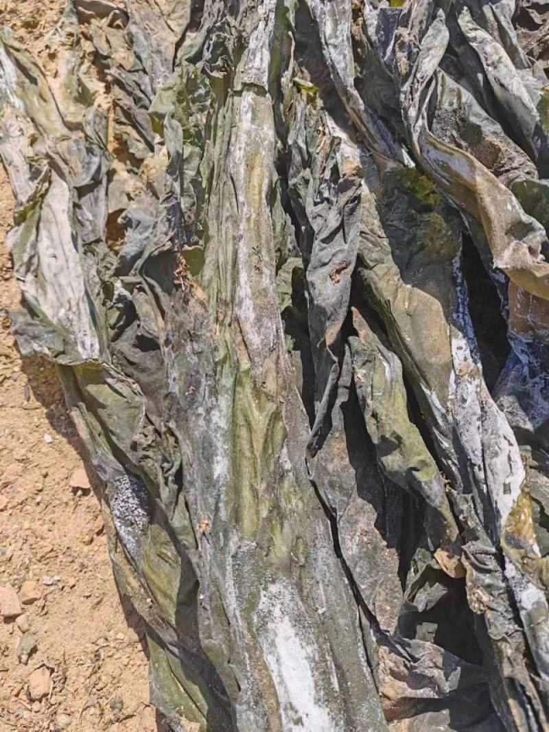 山东海带产地一手货源批发零售量大价优欢迎咨询