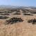 山东海带产地一手货源批发零售量大价优欢迎咨询